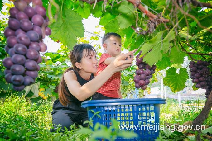 20190708梅江區(qū)西陽(yáng)鎮(zhèn)雙黃村發(fā)展特色產(chǎn)業(yè)助力脫貧攻堅(jiān)-上網(wǎng).jpg